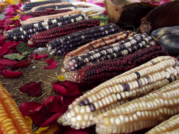 Native varieties of Mexican corn